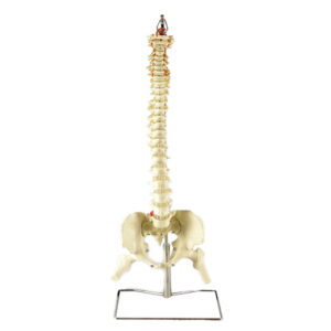 Columna Vertebral Flexible