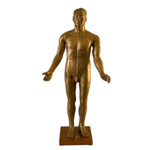 Modelo Masculino 84 cm