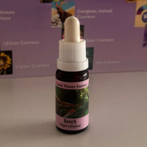 Beech 15 ml (PHI Essences)