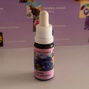 Cerato 15 ml (PHI Essences)