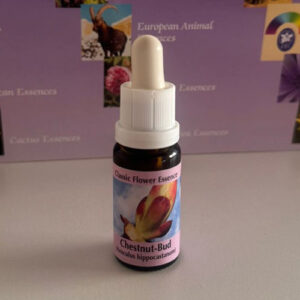 Chestnut Bud 15 ml (PHI Essences)