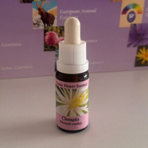 Clematis 15 ml (PHI Essences)