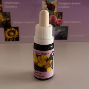 Gorse 15 ml (PHI Essences)
