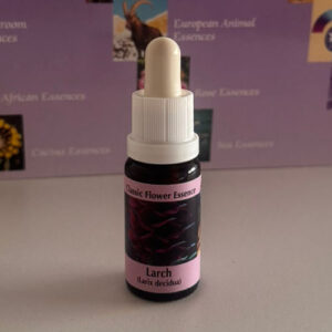 Larch 15 ml (PHI Essences)