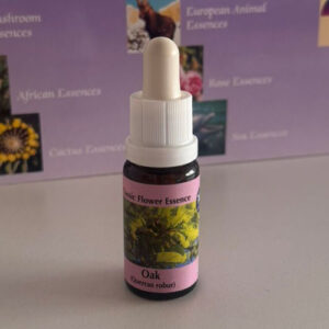 Oak 15 ml (PHI Essences)