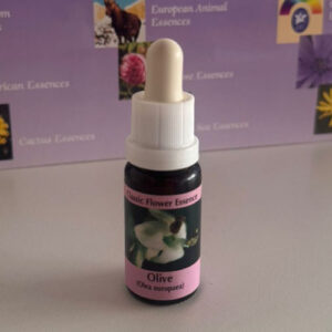 Olive 15 ml (PHI Essences)