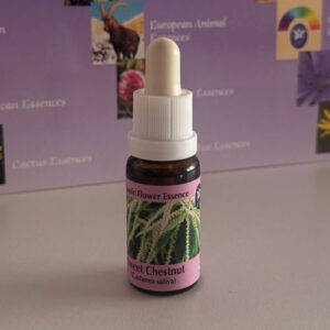 Sweet Chestnut 15 ml (PHI Essences)