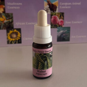 Walnut 15 ml (PHI Essences)