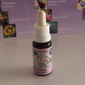 White Chestnut 15 ml (PHI Essences)